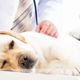 Médico examinando Labrador amarelo clarinho que tem um semblante triste.