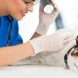 Médica veterinária com roupa azul e luvas brancas examinando de perto a pele de um cachorro com grandes orelhas em riste.