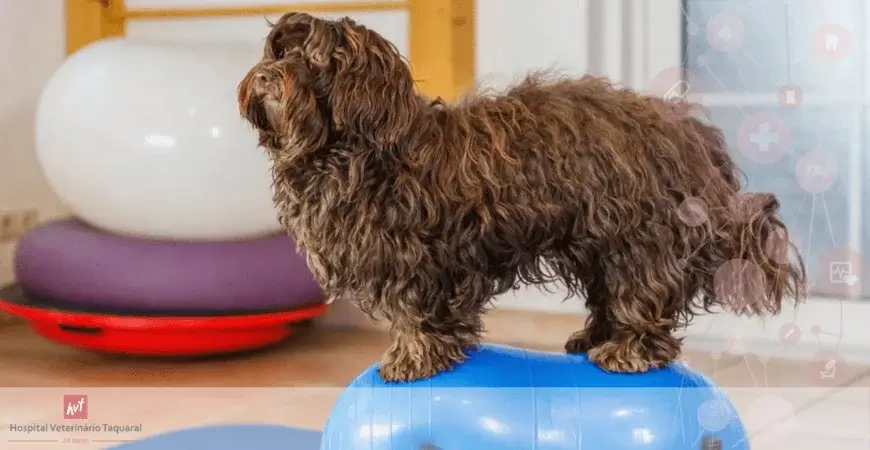 Um cachorro pequeno de pelo marrom em cima de uma bola fisioterápica específica para animais.