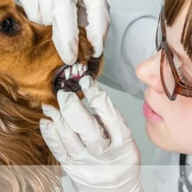 Médica Veterinária de óculos e luvas examinando de perto os dentes e gengivas de um cachorrão de pelo acobreado.