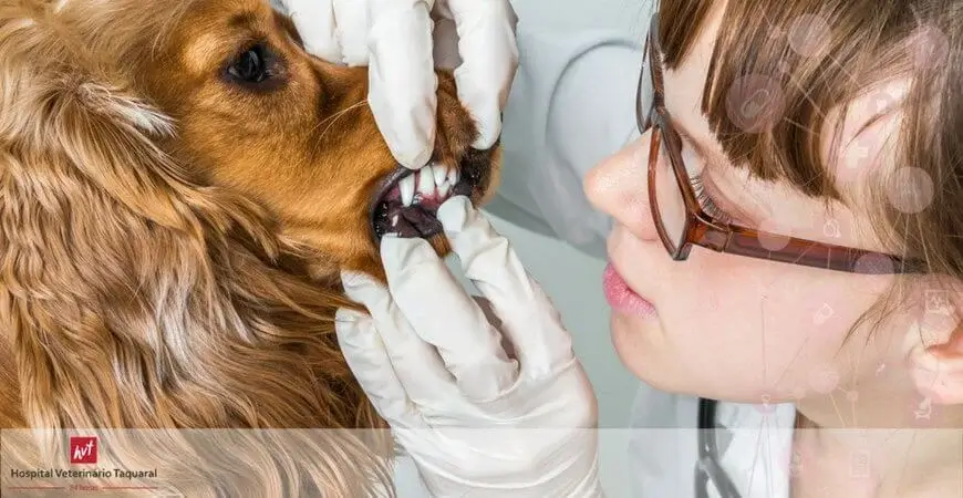 Médica Veterinária de óculos e luvas examinando de perto os dentes e gengivas de um cachorrão de pelo acobreado.