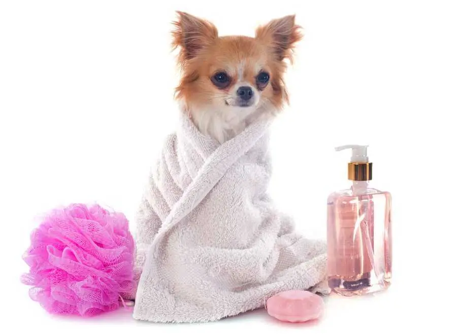Cachorro de pequeno porte enrolado em toalha cercado por produtos de limpeza