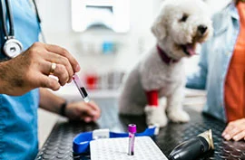 Médico veterinário segurando ampola de sangue retirado de um cachorro de raça Poodle que está com a pata parcialmente enfaixada e recebe carinho de seu tutor.